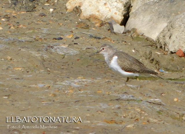 Piro piro piccolo (Actitis hypoleucos) ? S !